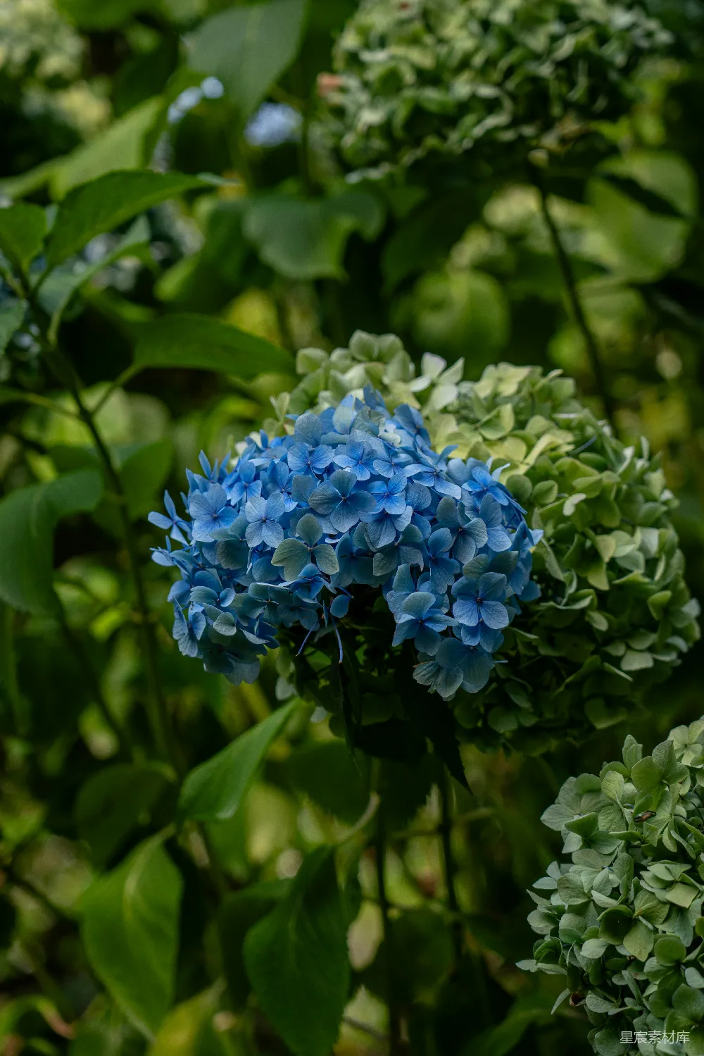 高清摄影 绣球花 蓝色 花卉 自然 摄影 蓝紫色绣球花