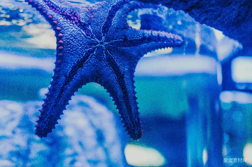 高清摄影 海星 蓝色 海底 海洋生物 自然 蓝色海星下的神秘海底世界