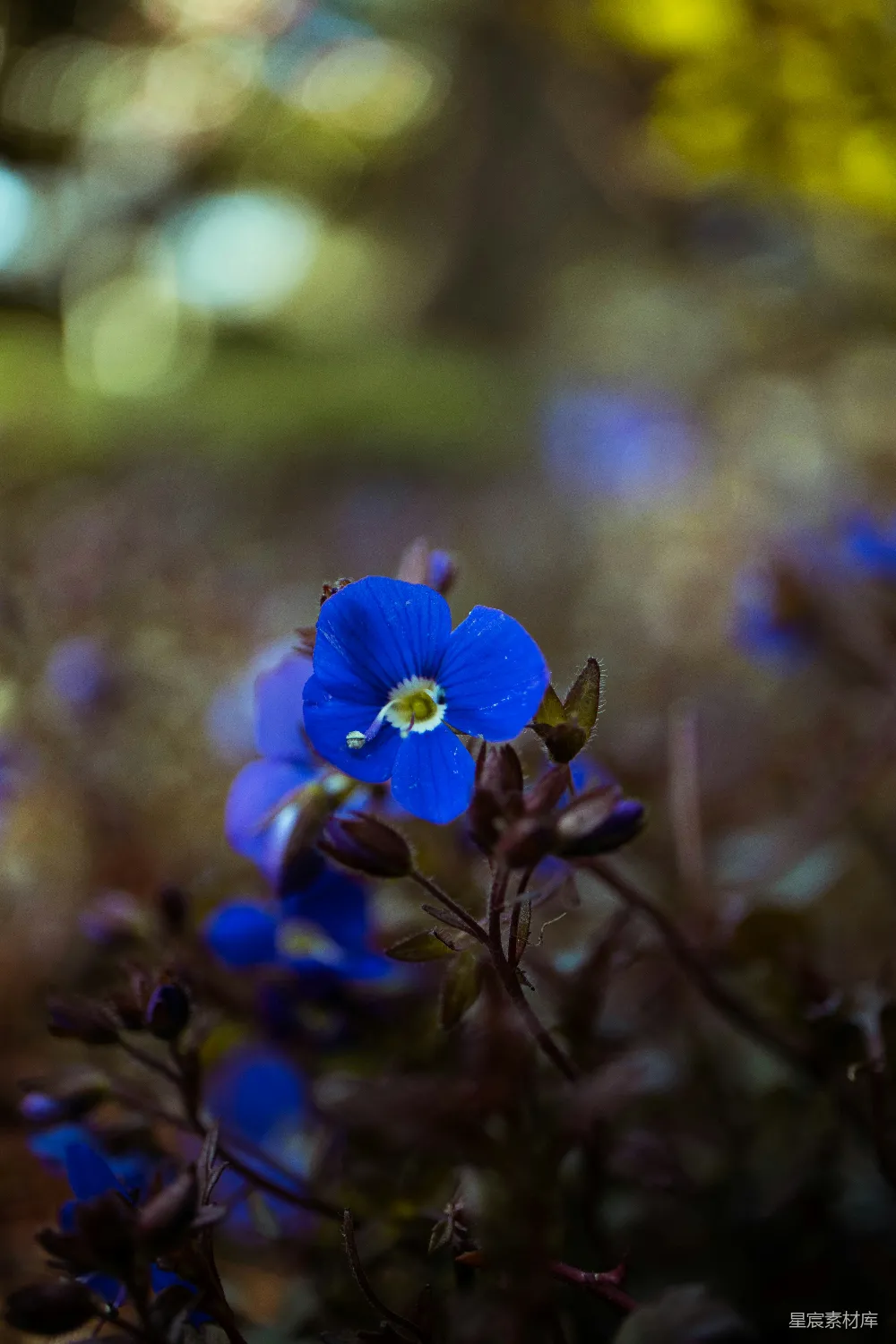 高清摄影 蓝色 自然 花朵 摄影 宁静 蓝色小花的自然之美