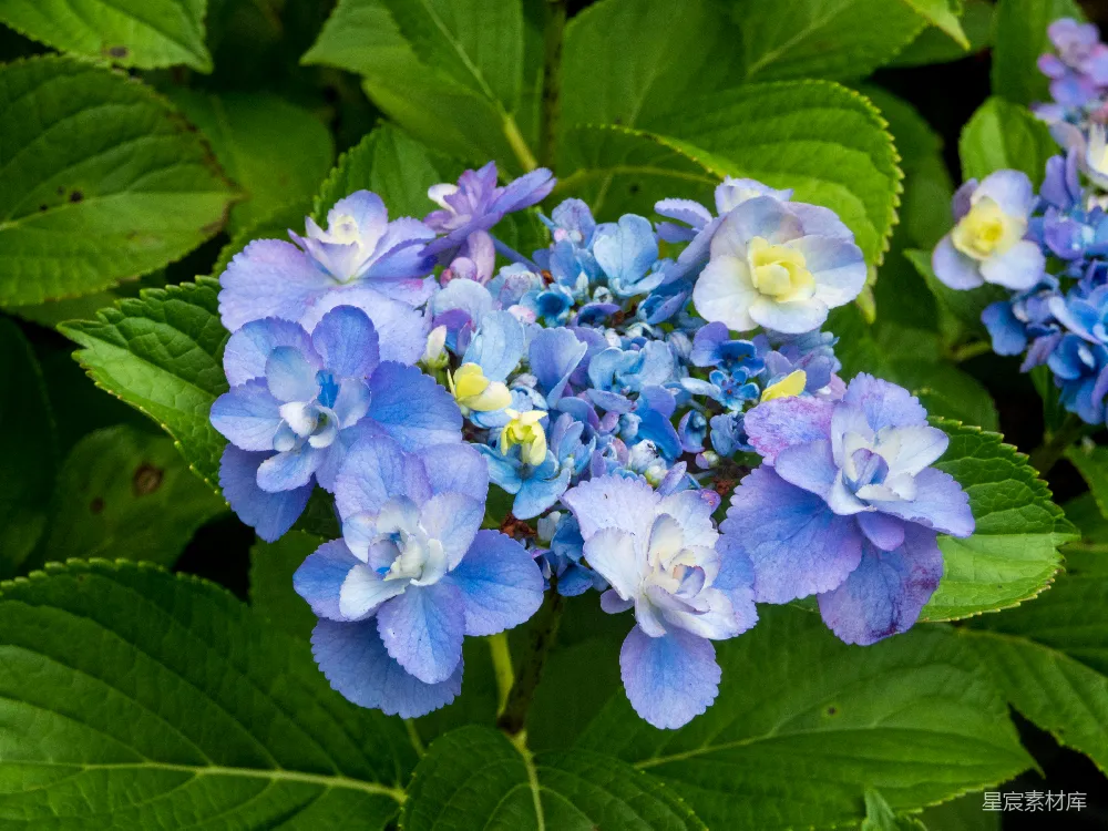 高清摄影 绣球花 花卉 自然 夏季 植物 蓝紫色绣球花盛开