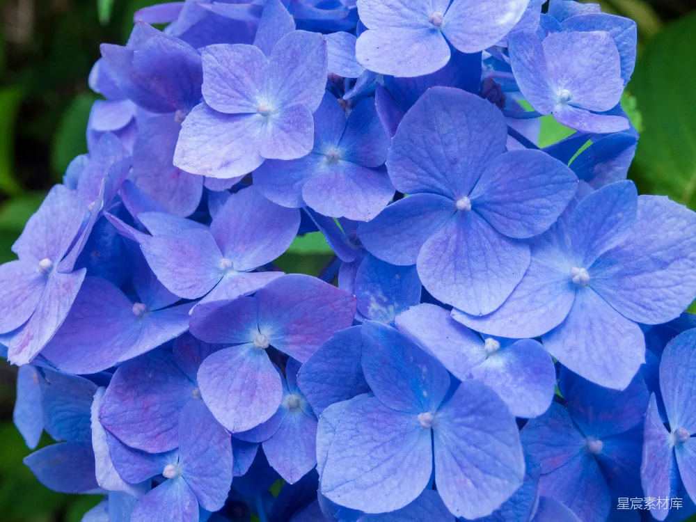 高清摄影 绣球花 花卉 自然 蓝色 清新 蓝紫色绣球花特写
