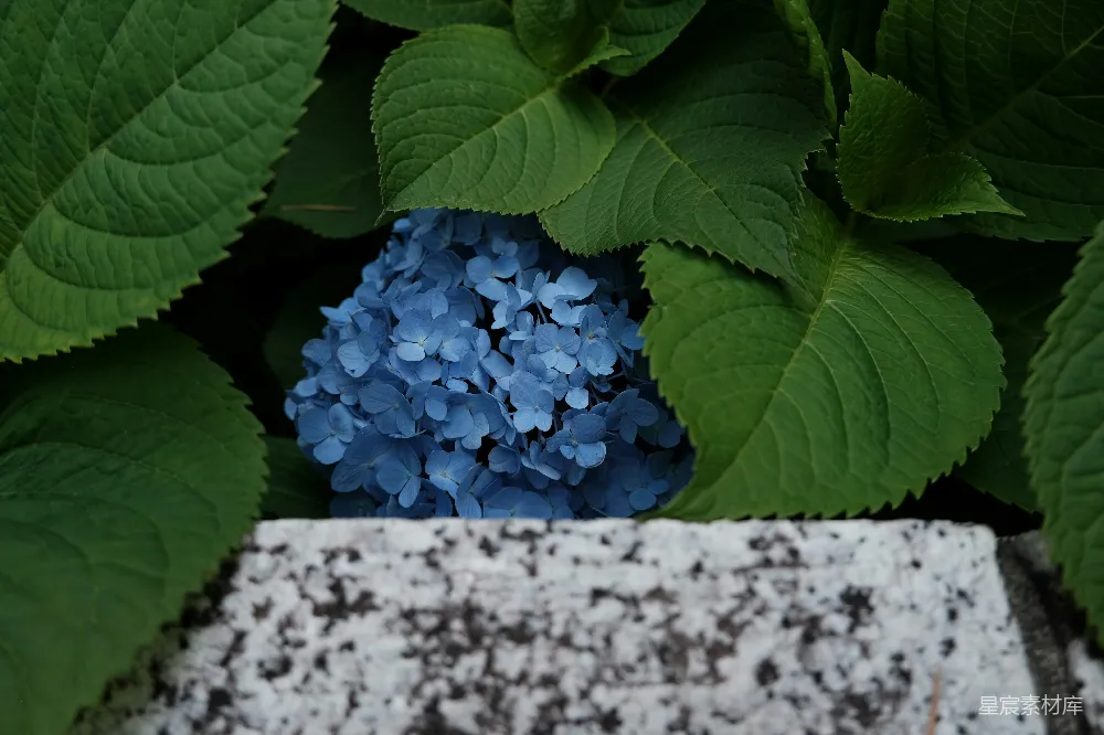 高清摄影 绣球花 自然 花卉 清新 户外 蓝色绣球花与绿叶
