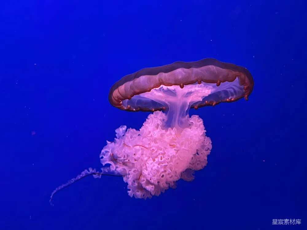 高清摄影 水母 海洋 自然 生物 紫色 梦幻水母