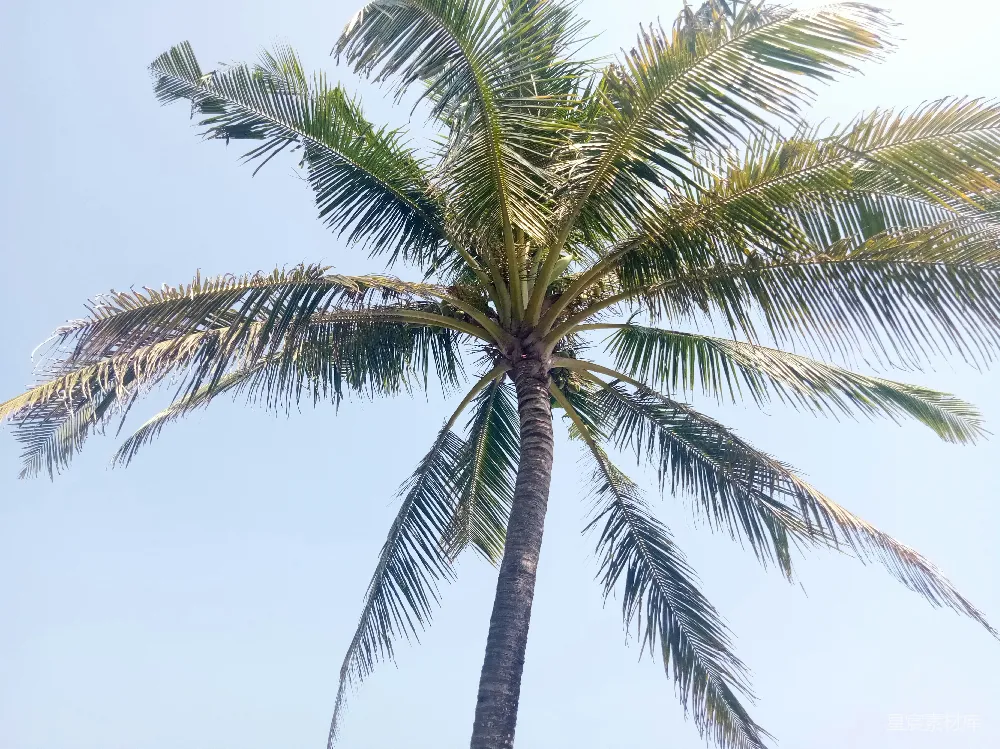 高清摄影 椰子树 自然风光 热带风情 蓝天白云 夏日美景 椰子树下的蓝天