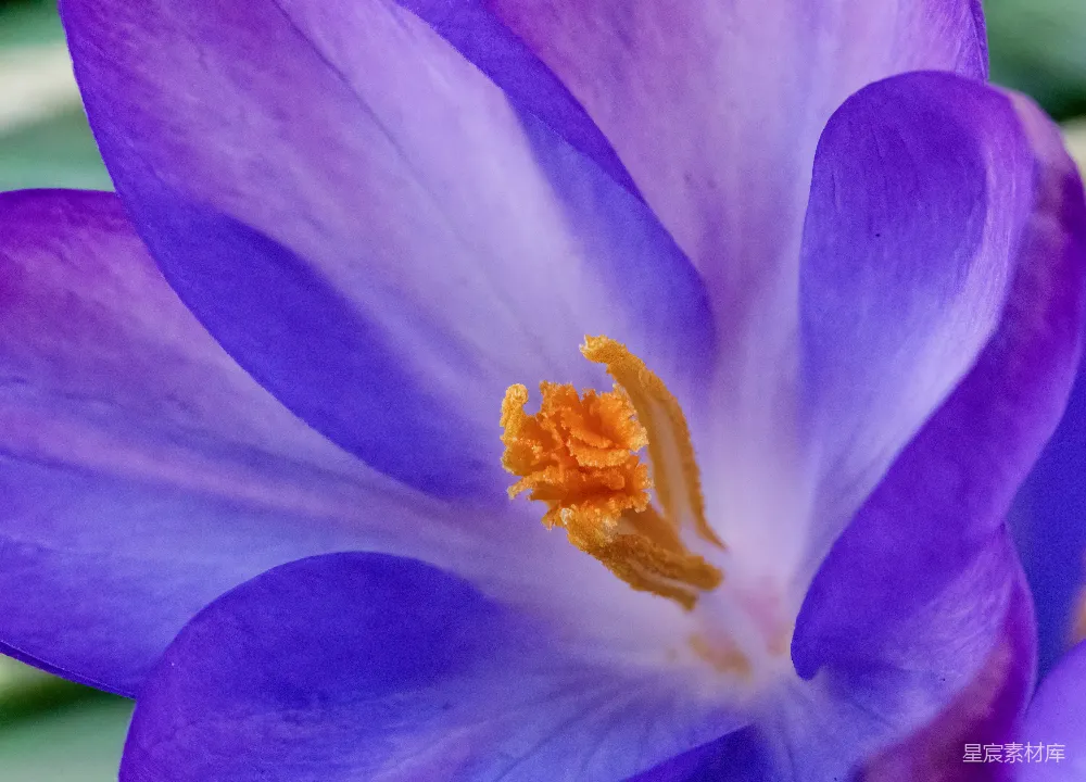 高清摄影 花 紫色 鸢尾花 自然 特写 紫色鸢尾花特写