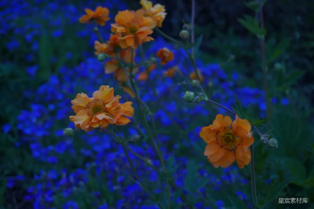 高清摄影 花朵 自然 风景 宁静 户外 橙色花朵在蓝色背景中绽放