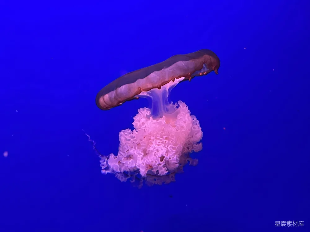 高清摄影 水母 海洋生物 神秘 蓝色背景 自然 神秘的水母