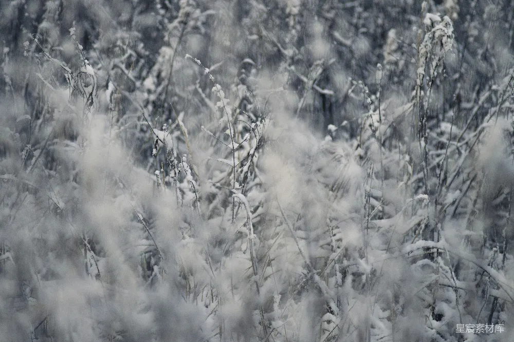高清摄影 雪景 自然 冬季 宁静 户外 雪中的草丛
