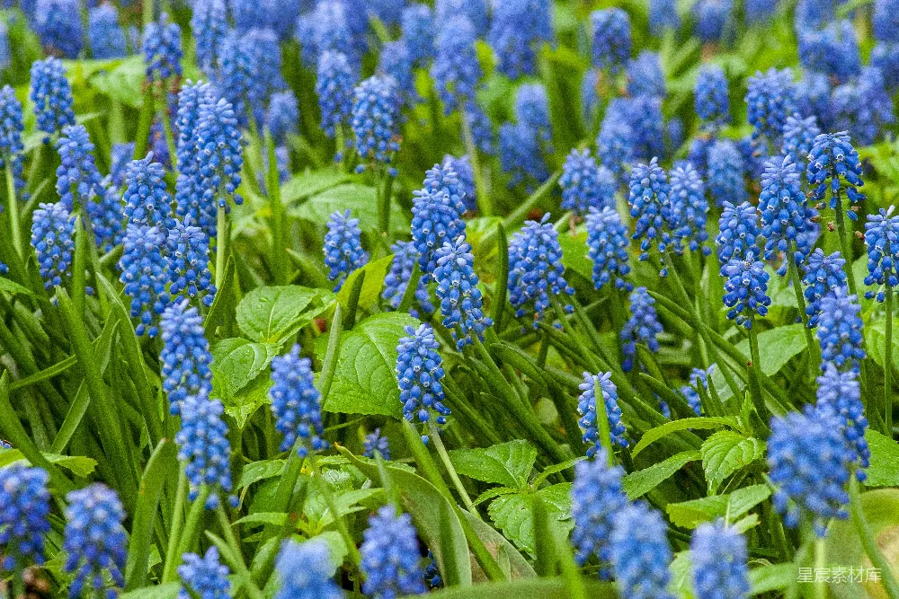高清摄影 蓝色风铃草 春季花园 自然美景 花卉摄影 户外风光 蓝色风铃草的春天