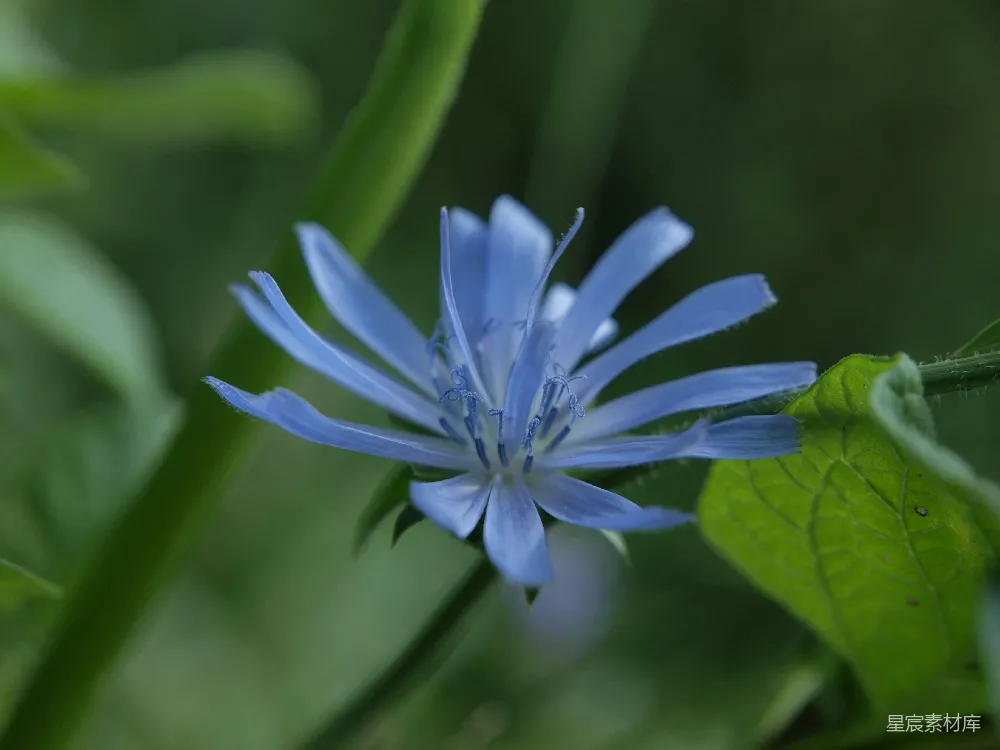 高清摄影 野花 淡蓝色 自然 特写 花卉 淡蓝色的野花特写