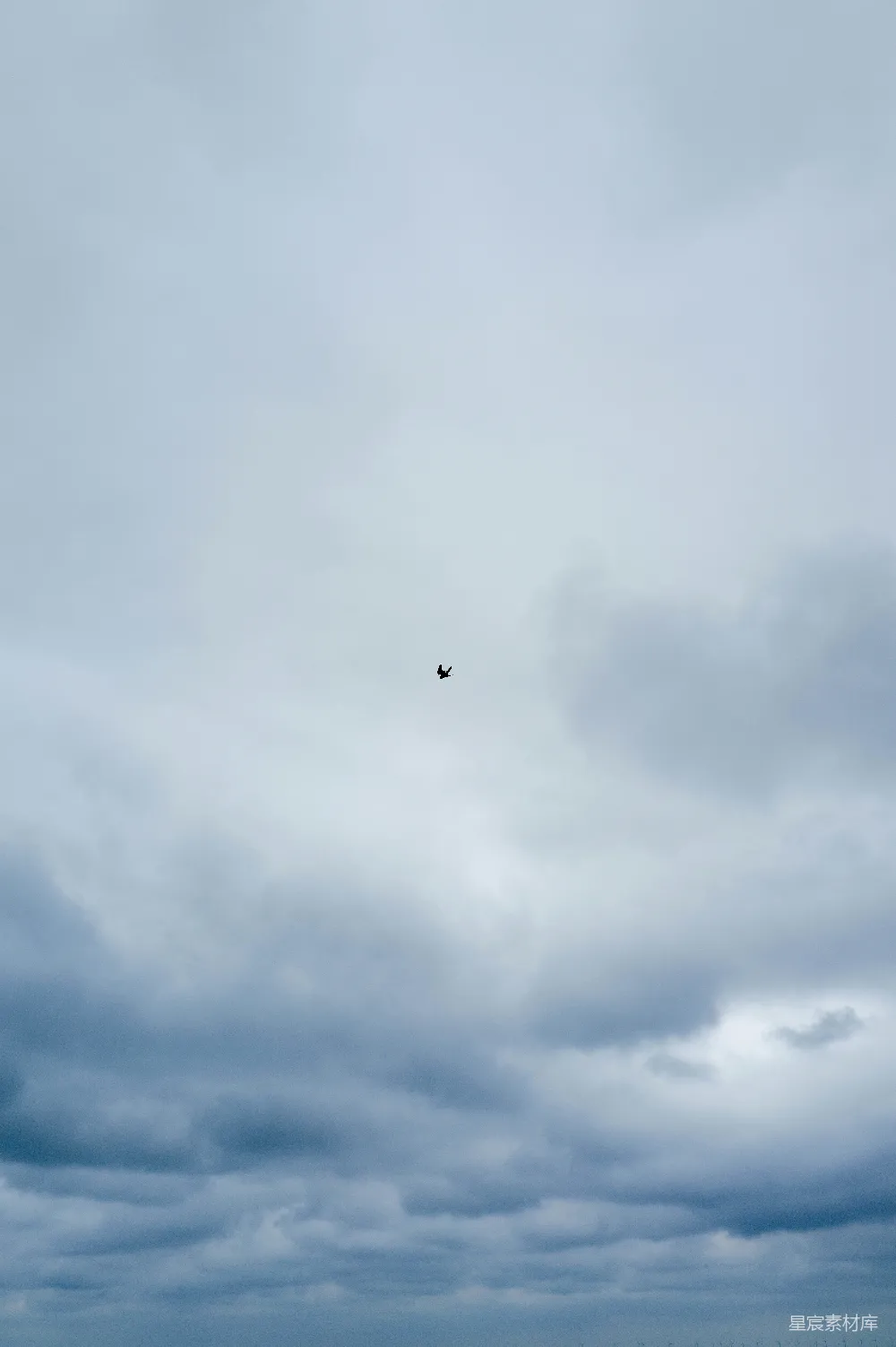 高清摄影 天空 孤鸟 云层 宁静 自然 孤鸟在云海中翱翔