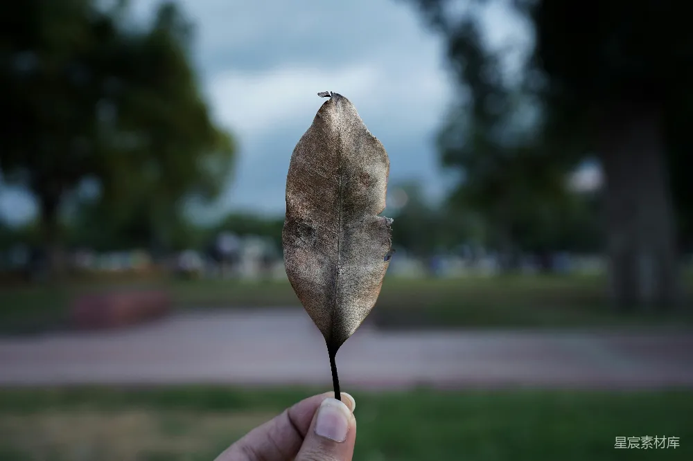 高清摄影 自然 枯叶 手捧 秋季 宁静 枯叶中的孤独