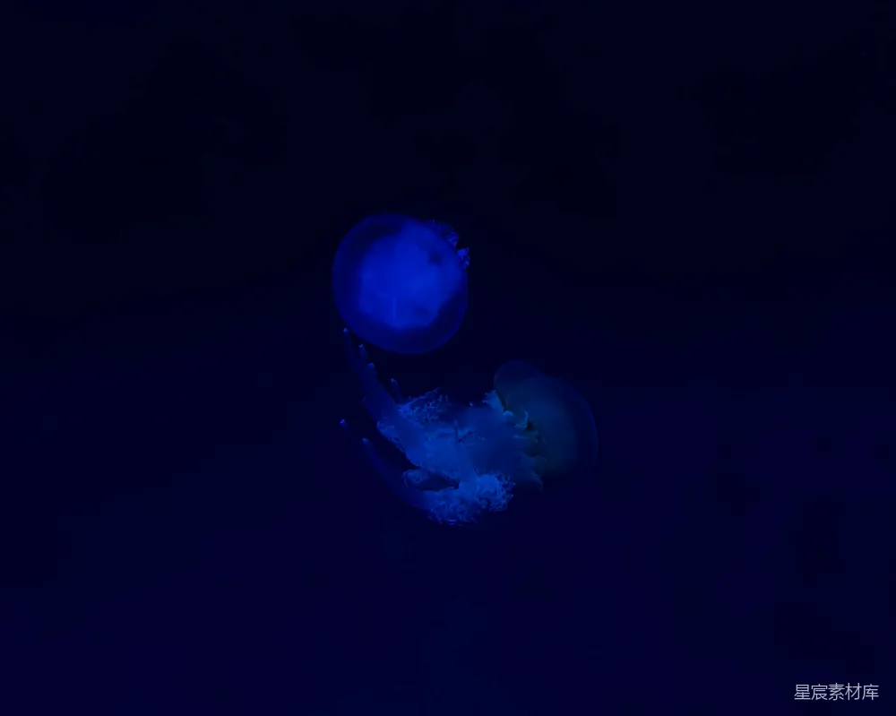 高清摄影 水母 深海 荧光 自然 海洋 蓝色荧光水母