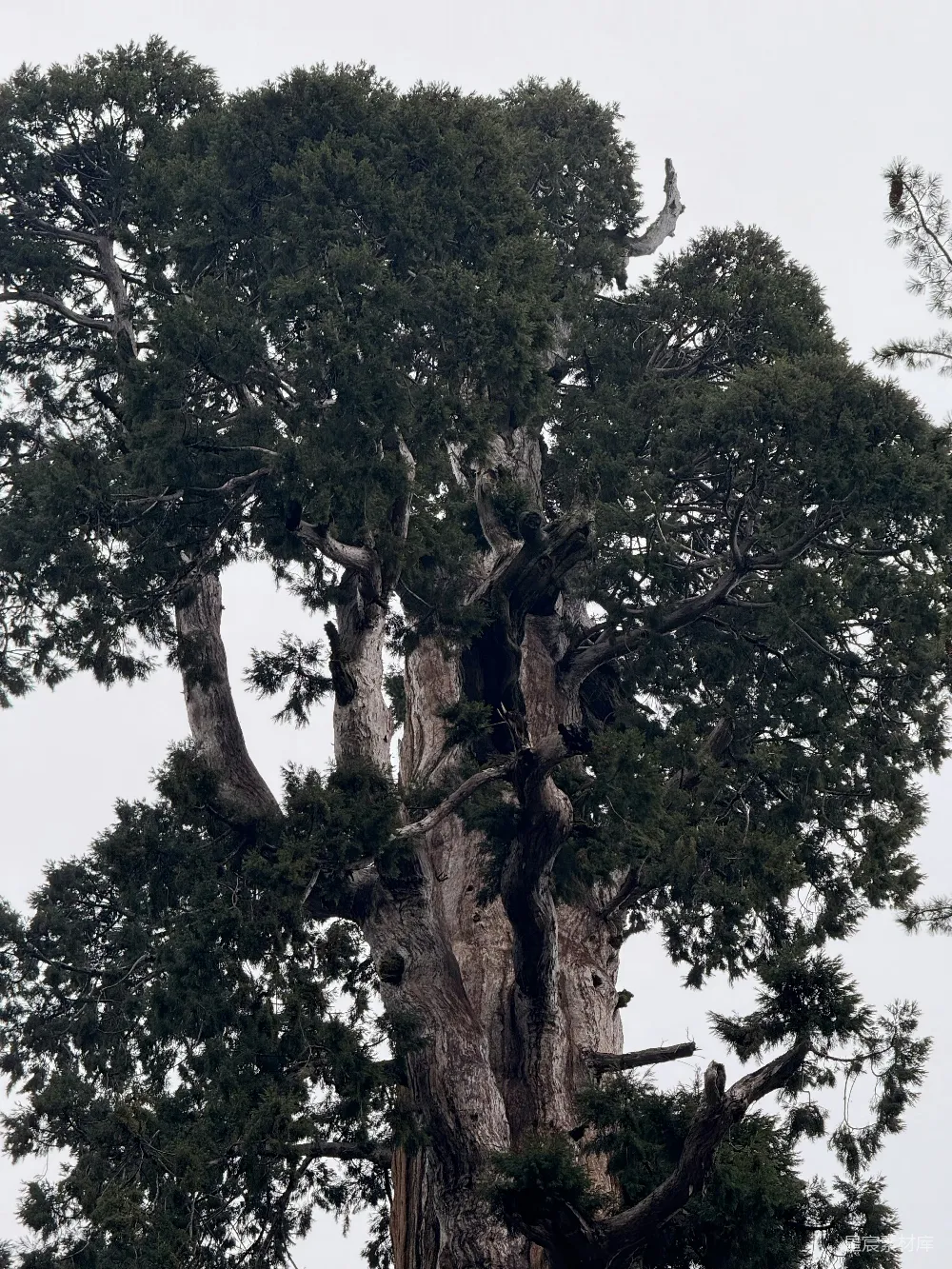 高清摄影 树木 自然 岁月 荒凉 环境 古树沧桑