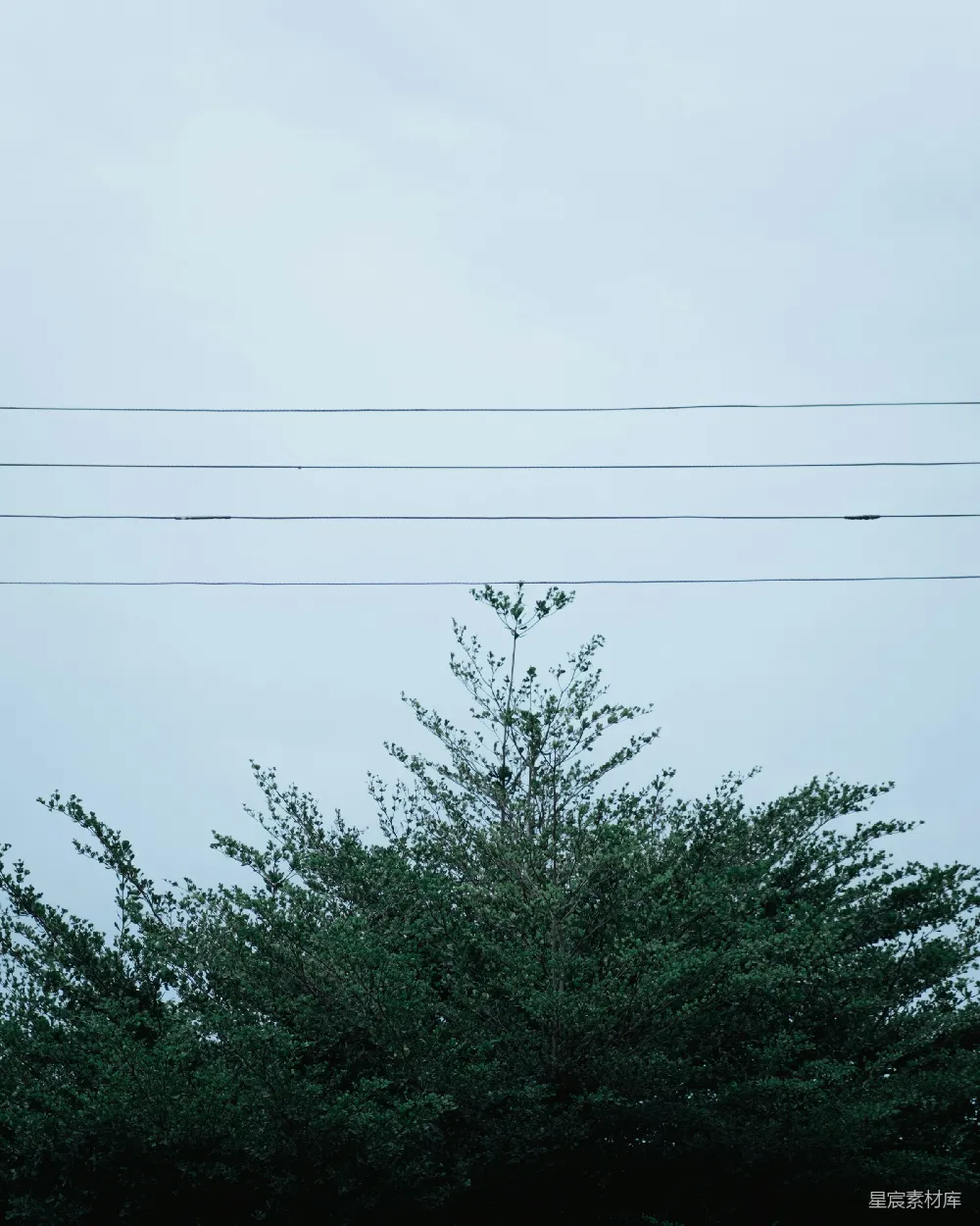高清摄影 自然 简约 城市 户外 宁静 电线与树木