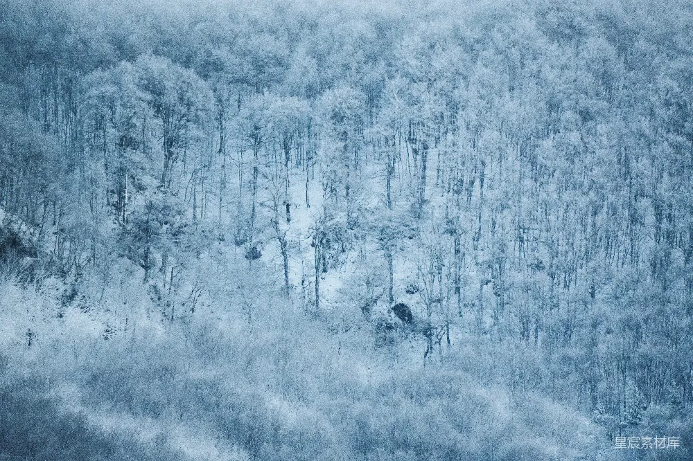高清摄影 雪景 森林 冬季 自然风光 宁静 冬日森林雪景