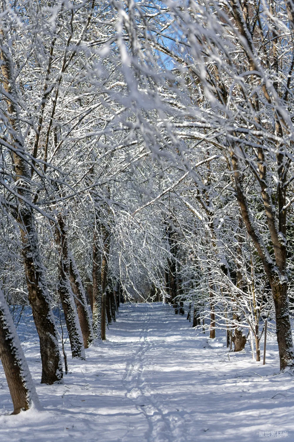高清摄影 冬季 自然 雪景 森林 宁静 雪景中的林间小路