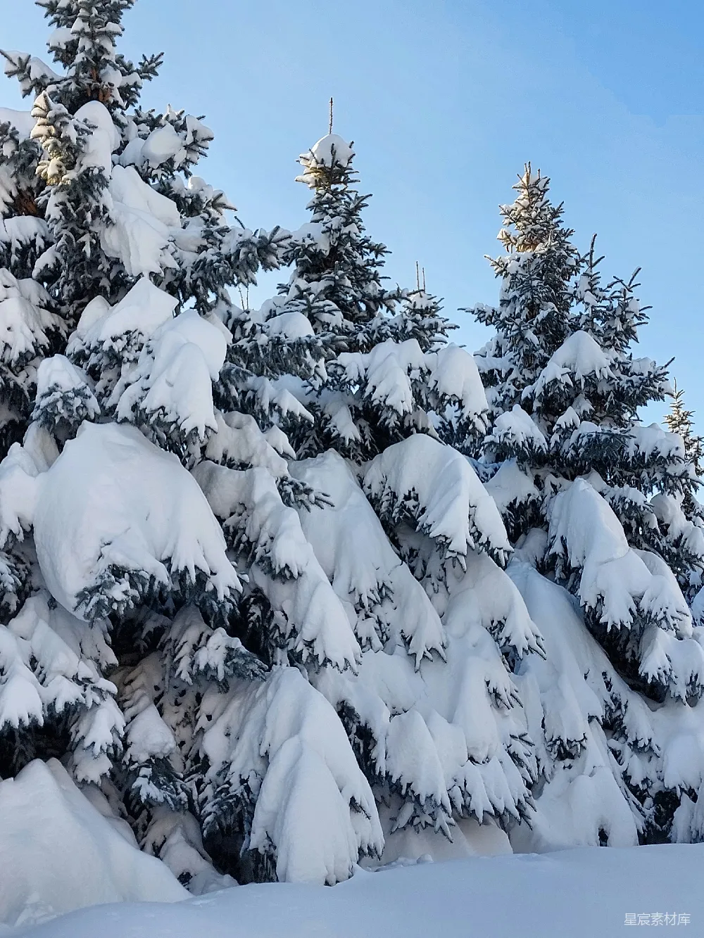 高清摄影 冬季 雪景 自然风光 松树 宁静 冬日雪景中的松树
