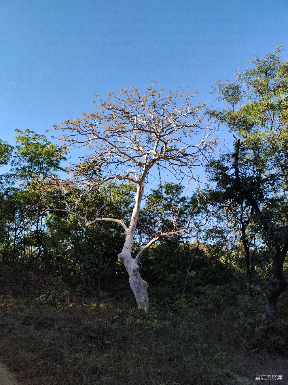 高清摄影 自然风光 荒野 枯树 森林 宁静 枯木逢春：孤独的树影