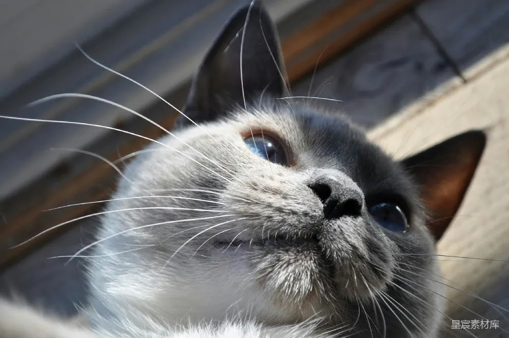 高清摄影 猫咪 静谧 特写 萌宠 宁静 沉睡中的猫咪