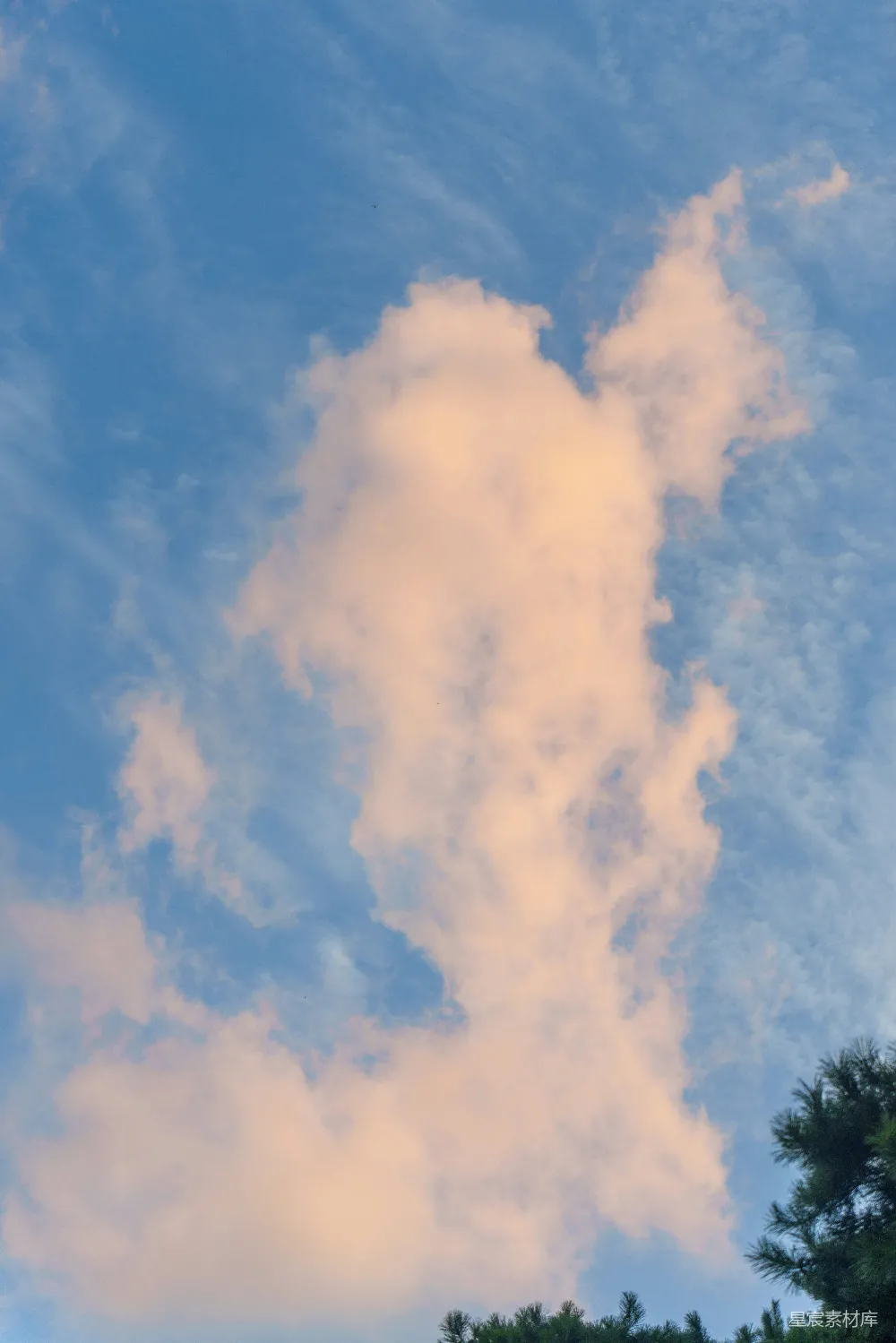 高清摄影 天空 云朵 松树 自然 风景 天空中的云朵与松树