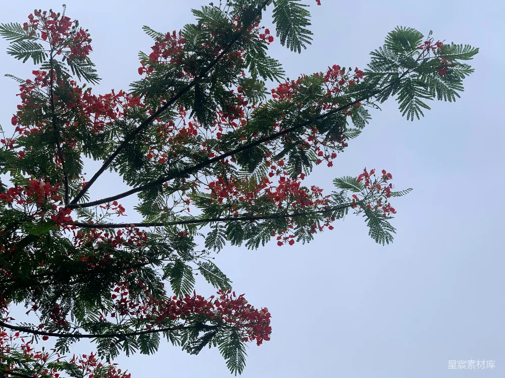 高清摄影 花朵 自然 热带 春天 户外 火焰树盛开的景象
