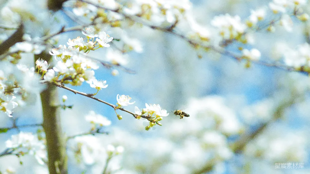 高清摄影 花朵 蜜蜂 春天 自然 宁静 蜂飞花间