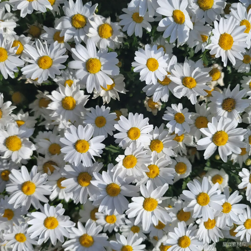 高清摄影 雏菊 自然 花卉 阳光 田园 阳光下的雏菊花园