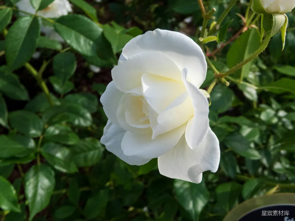 高清摄影 花朵 自然 清新 花艺 摄影 白玫瑰盛开