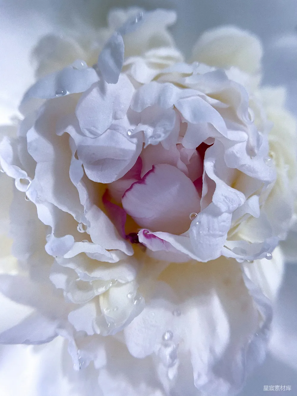 高清摄影 花朵 摄影 自然 细腻 清新 雨后牡丹绽放