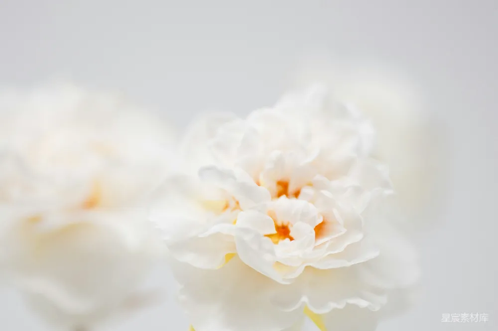 高清摄影 白玫瑰 花朵 自然 清新 婚礼 纯净的白玫瑰