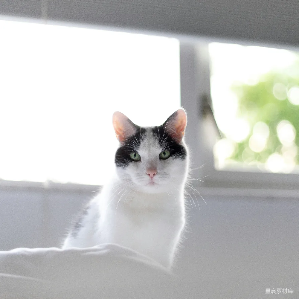 高清摄影 猫咪 静谧 窗边 宠物 日常 窗边的黑白猫
