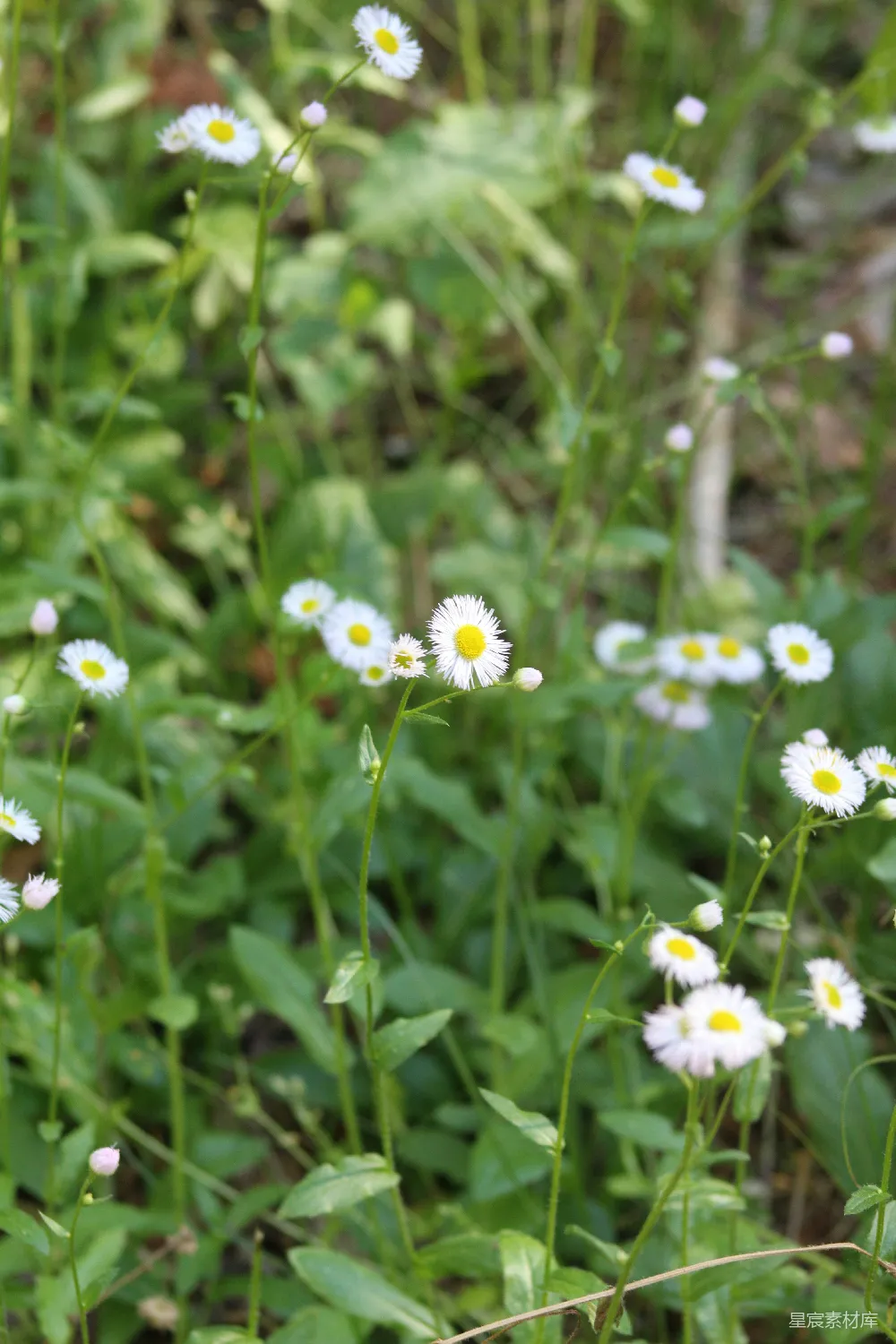 高清摄影 野花 自然 草地 春天 户外 野花盛开的草地