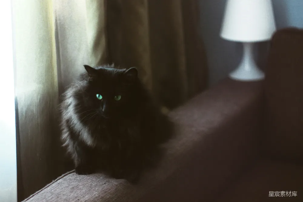 一只黑猫静静地坐在窗帘旁，背景是柔和的室内灯光，营造出一种宁静而温馨的氛围。猫咪的绿色眼睛在画面中格外引人注目，仿佛在诉说着它对这个世界的好奇和宁静的观察。适合用于表达宁静、舒适和宠物生活的主题。