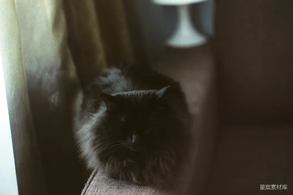 这张图片展示了一只慵懒的黑猫，它静静地坐在窗边，享受着柔和的光线。黑色的毛发在柔和的光线中显得格外深邃，整个画面给人一种宁静和放松的感觉。适合用作静谧、温馨的背景素材。