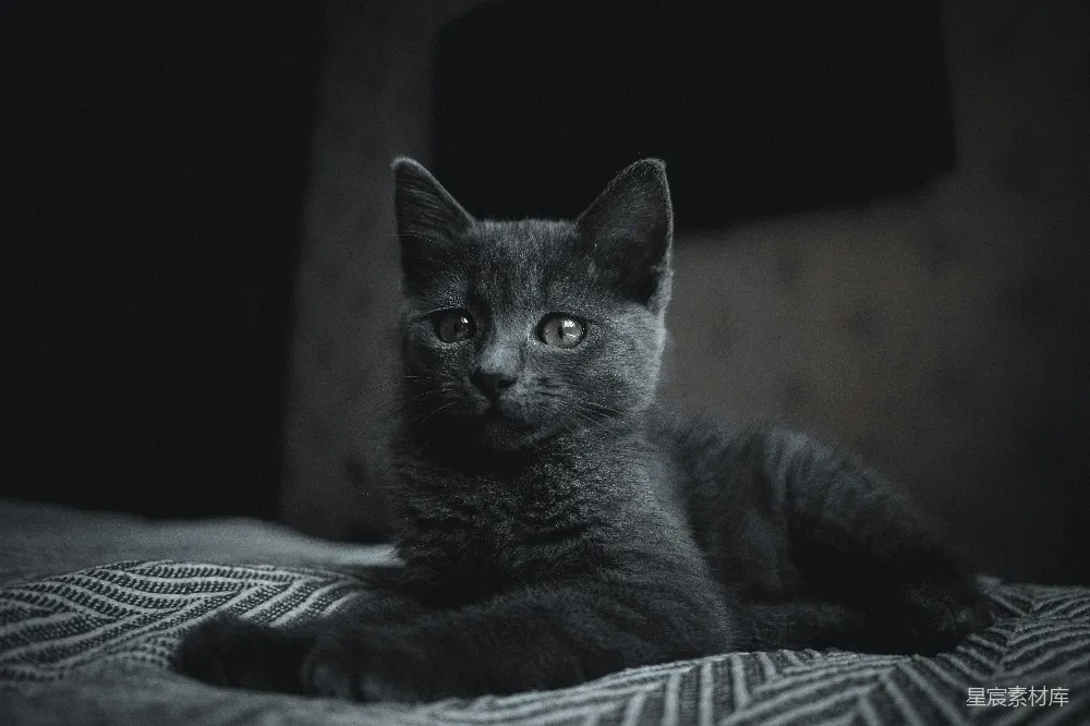 高清摄影 黑猫 静谧 猫咪 宠物 温馨 黑猫的宁静时光