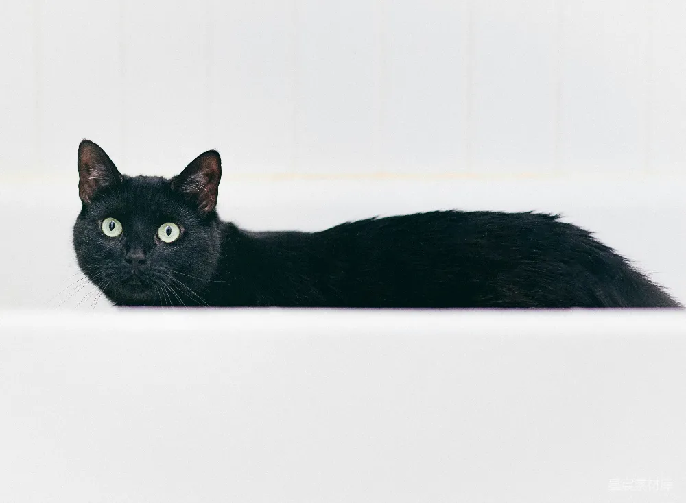 高清摄影 黑猫 凝视 室内 宠物 宁静 黑猫的凝视