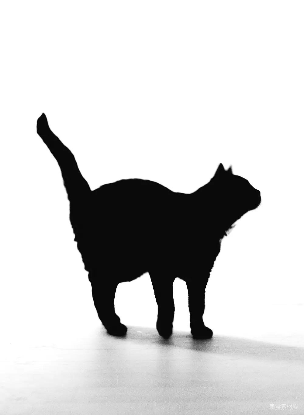 高清摄影 猫 剪影 黑白 动物 简约 猫的剪影