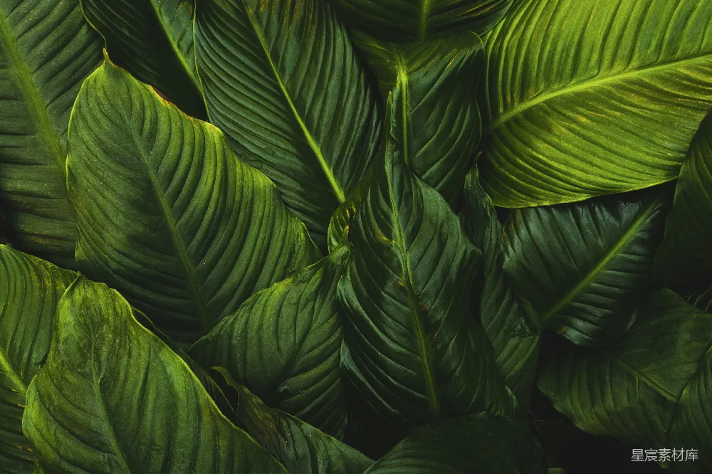 高清摄影 植物 纹理 绿色 自然 背景 热带植物叶片纹理
