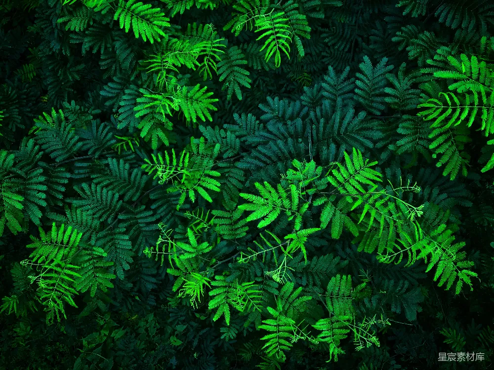 高清摄影 自然 绿色 纹理 植物 背景 绿色植物纹理
