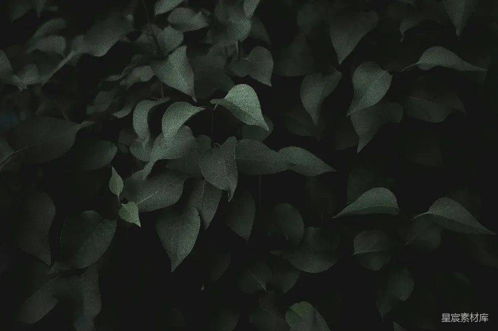 高清摄影 植物 自然 深色 背景 清新 深色背景下的绿叶