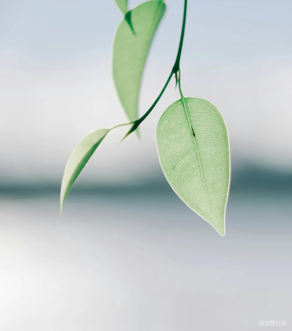 这张图片展示了两片绿色的叶子，背景柔和，突出了叶子的自然美和清新感。叶子的纹理清晰可见，给人一种平静和宁静的感觉。适合用作自然、清新或植物主题的背景素材。