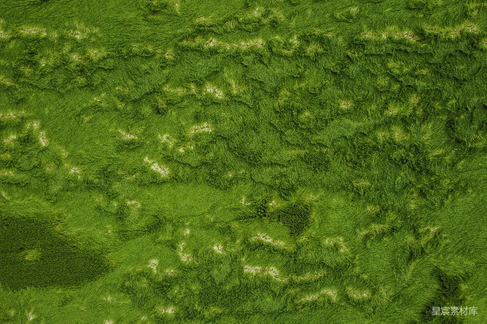 高清摄影 藻类 自然 生态 水生植物 纹理 绿色藻类覆盖的水面