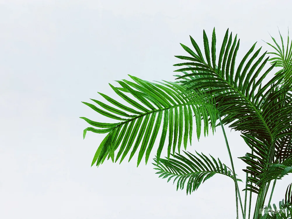 高清摄影 植物 自然 清新 叶子 室内装饰 清新绿色植物枝叶