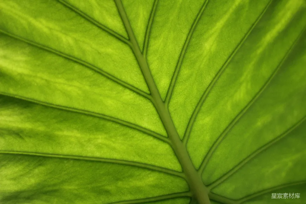 高清摄影 自然 植物 叶脉 绿色 纹理 自然的脉络：绿色植物的叶脉特写