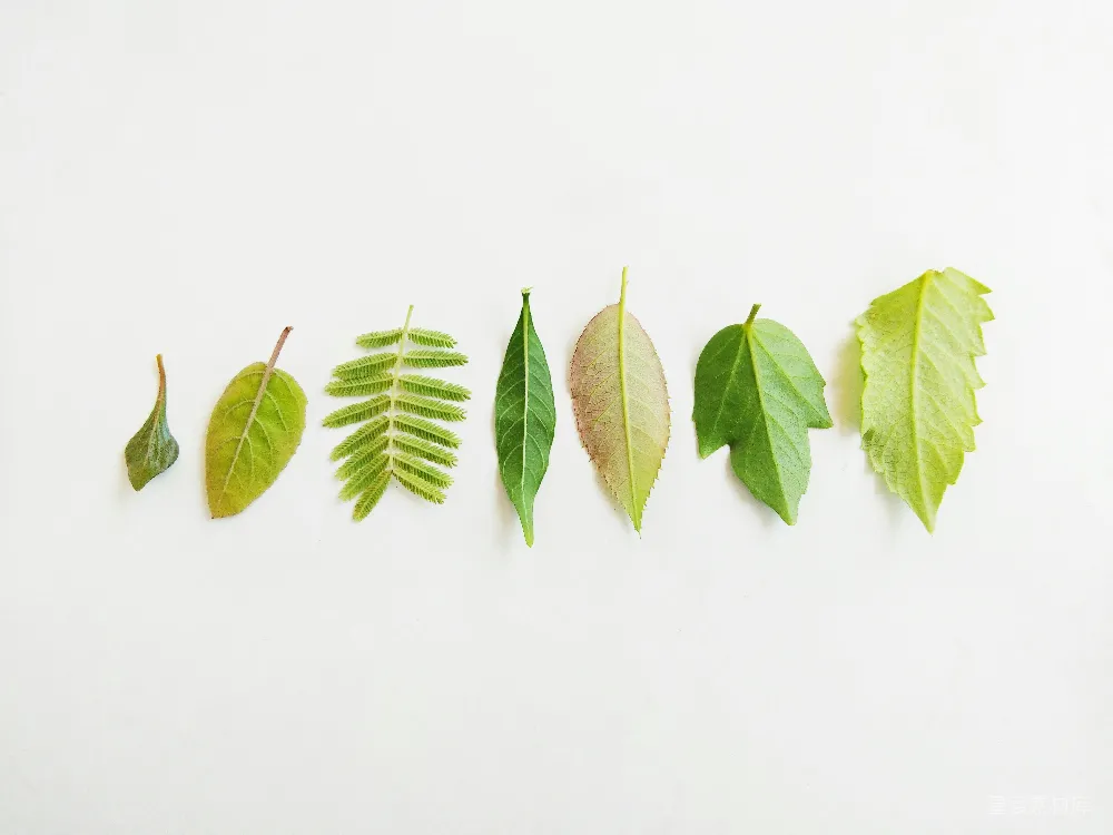 高清摄影 自然 植物 排列 清新 静物 自然的叶子排列