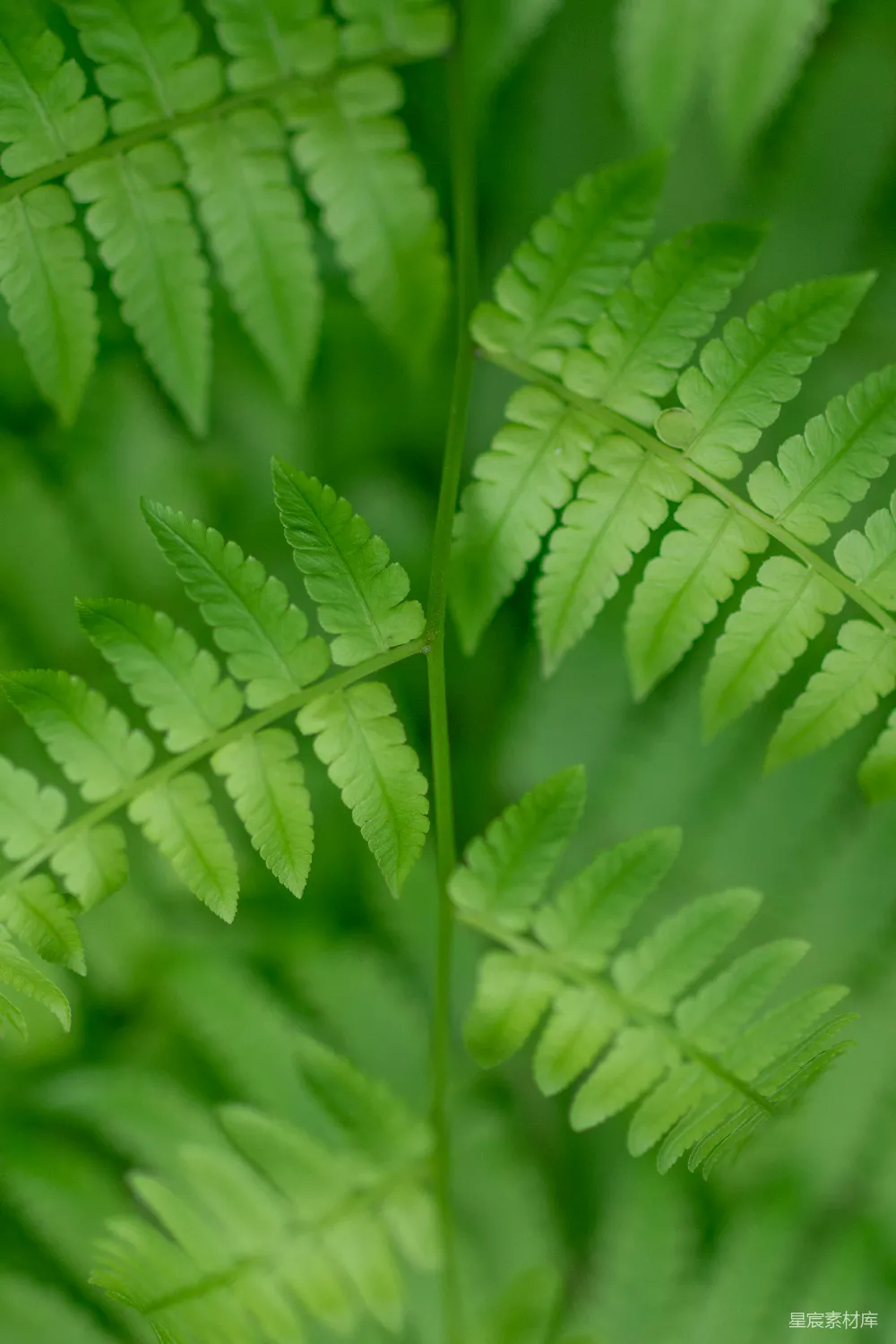 高清摄影 蕨类植物 自然 清新 植物特写 生态 清新嫩绿的蕨类植物特写