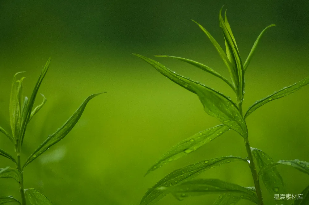 高清摄影 自然 植物 雨滴 清新 绿色 雨后翠绿植物特写