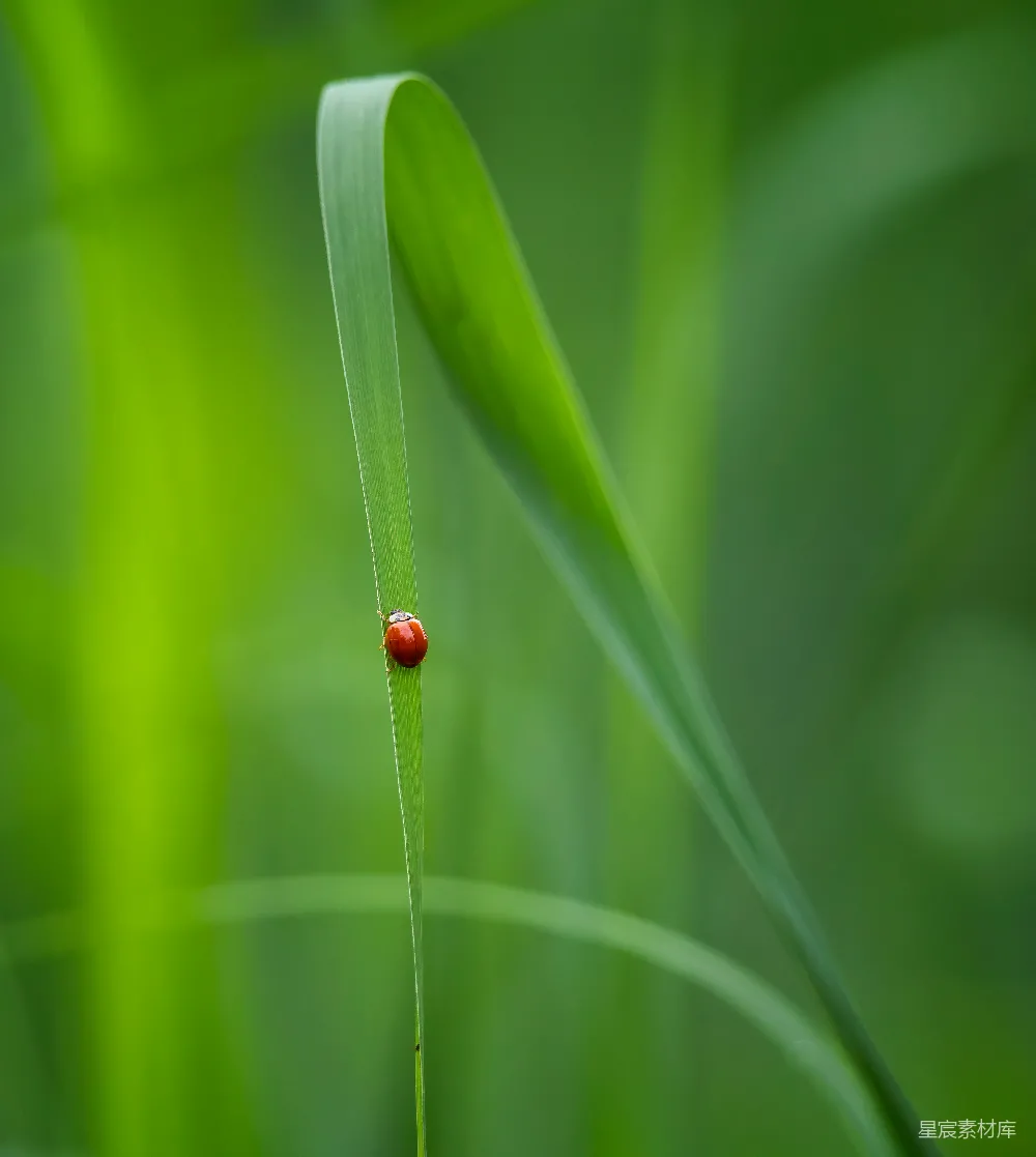 高清摄影 昆虫 自然 绿色 微距摄影 生态 草叶上的瓢虫
