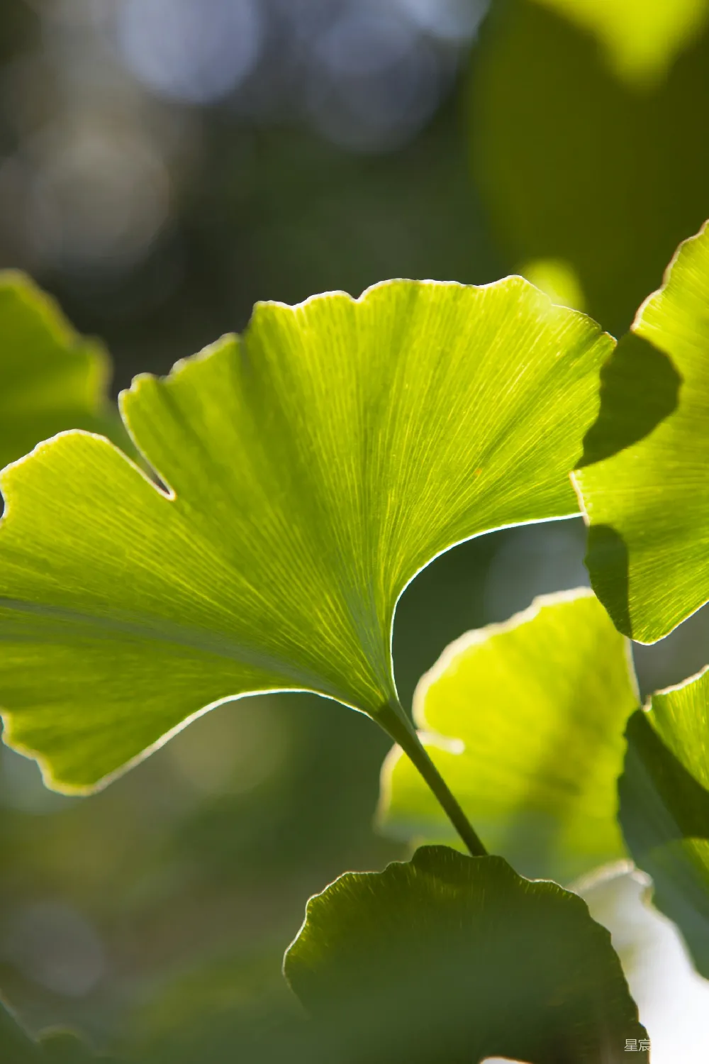 高清摄影 自然 绿色 植物 光影 宁静 阳光下的银杏叶